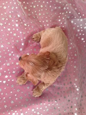 Male Cockapoo Puppy for sale #1 DOB 7/6/13 Shipping into Boston, Baltimore, DC and many others for only $150